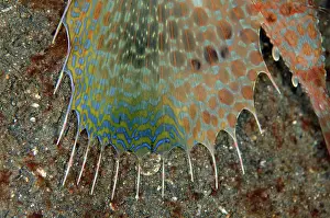 Syngnathiformes: Oriental Flying Gurnard - displaying pectoral fin