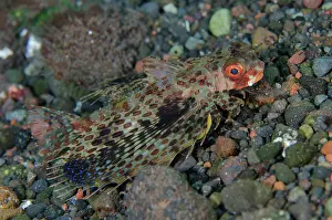 030822: Oriental Flying Gurnard - displaying pectoral fins - Kubu, T