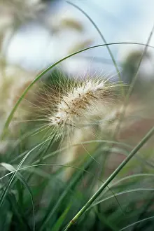 Pennisetum: Oriental Fountain Grass