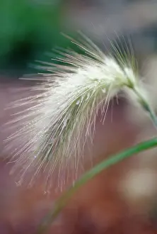 Pennisetum: Oriental fountain grass