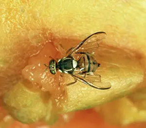Dipteran: Oriental fruit fly