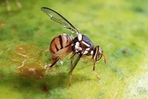 Papaya: Oriental Fruit Fly Laying Eggs