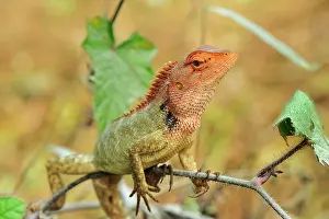 Changeable: Oriental Garden Lizard / Eastern Garden Lizard /