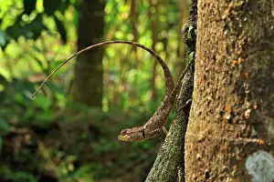 Changeable: Oriental Garden Lizard / Eastern Garden Lizard /