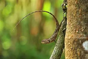 Changeable: Oriental Garden Lizard / Eastern Garden Lizard /