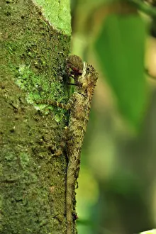 Changeable: Oriental Garden Lizard / Eastern Garden Lizard /