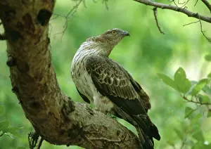 Pernis: Oriental Honey BUZZARD