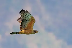 Oiseau: Oriental honey Buzzard