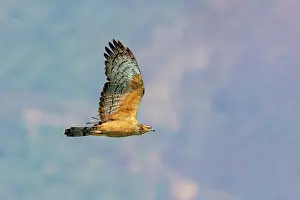 Oiseau: Oriental honey Buzzard