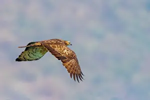 Oiseau: Oriental honey Buzzard