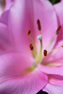 Lilium: Oriental lily, Lilium Homerus, Close side view