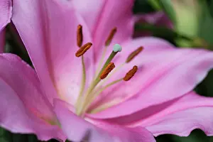 Lilium: Oriental lily, Lilium Homerus, Close side view