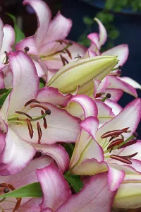 Lilium: Oriental lily, Lilium Hotline, several pink edged flowers