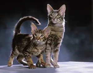 Orientals: Oriental Long-haired / Mandarin Cat