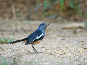 Vietnam: Oriental Magpie Robin Copsychus saularis Cat Tien