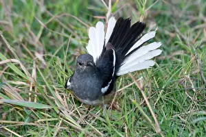Copsychus: Oriental Magpie-Robin - Female displaying