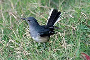 Copsychus: Oriental Magpie-Robin - Female in grass