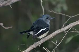 Copsychus: Oriental Magpie-Robin - Female perched on branch