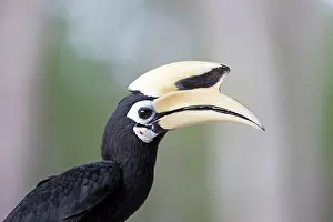 Albirostris: Oriental Pied Hornbill