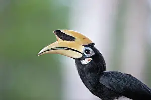 Albirostris: Oriental Pied Hornbill