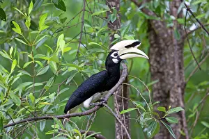 Albirostris: Oriental Pied Hornbill