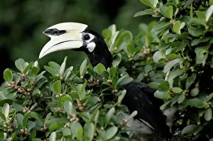 Ficus: Oriental Pied Hornbill