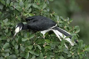 Ficus: Oriental Pied Hornbill