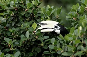 Ficus: Oriental Pied Hornbill