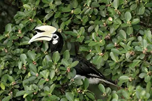 Ficus: Oriental Pied Hornbill