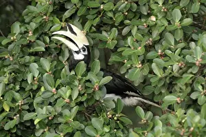 Ficus: Oriental Pied Hornbill