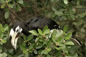 Ficus: Oriental Pied Hornbill