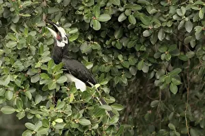 Ficus: Oriental Pied Hornbill