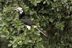 Ficus: Oriental Pied Hornbill