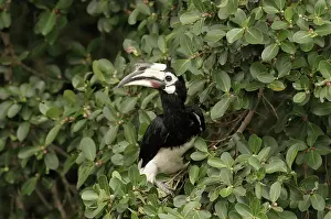Ficus: Oriental Pied Hornbill