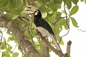 Malay: Oriental Pied Hornbill