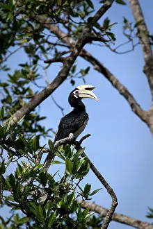 Albirostris: Oriental Pied-Hornbill