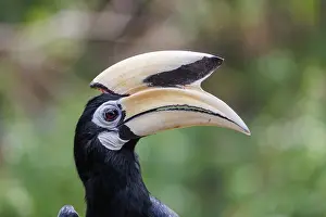 Pied: Oriental pied Hornbill