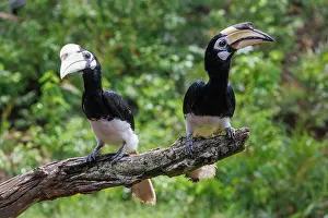 Pied: Oriental pied Hornbill