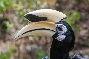 Sabah: Oriental pied Hornbill