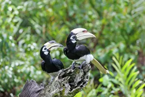 Sabah: Oriental pied Hornbill