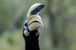 Sabah: Oriental pied Hornbill