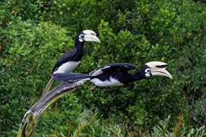 Sabah: Oriental pied Hornbill