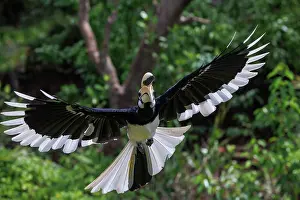 Sabah: Oriental pied Hornbill