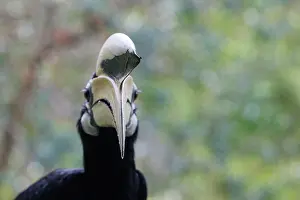 Sabah: Oriental pied Hornbill