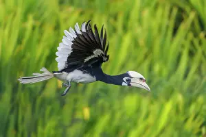 Sabah: Oriental pied Hornbill