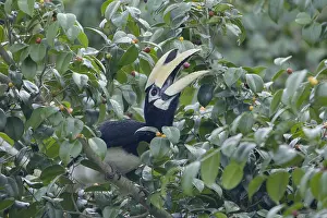 Pied: Oriental pied-hornbill - feeding on berries Anthracoceros