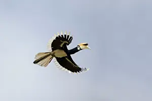 Albirostris: Oriental Pied Hornbill in flight