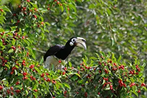 Hornbills: Oriental Pied Hornbill Oriental Pied Hornbill