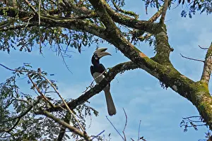 Hornbills: Oriental Pied Hornbill Oriental Pied Hornbill