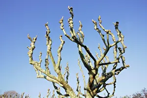 Planes: Oriental plane tree